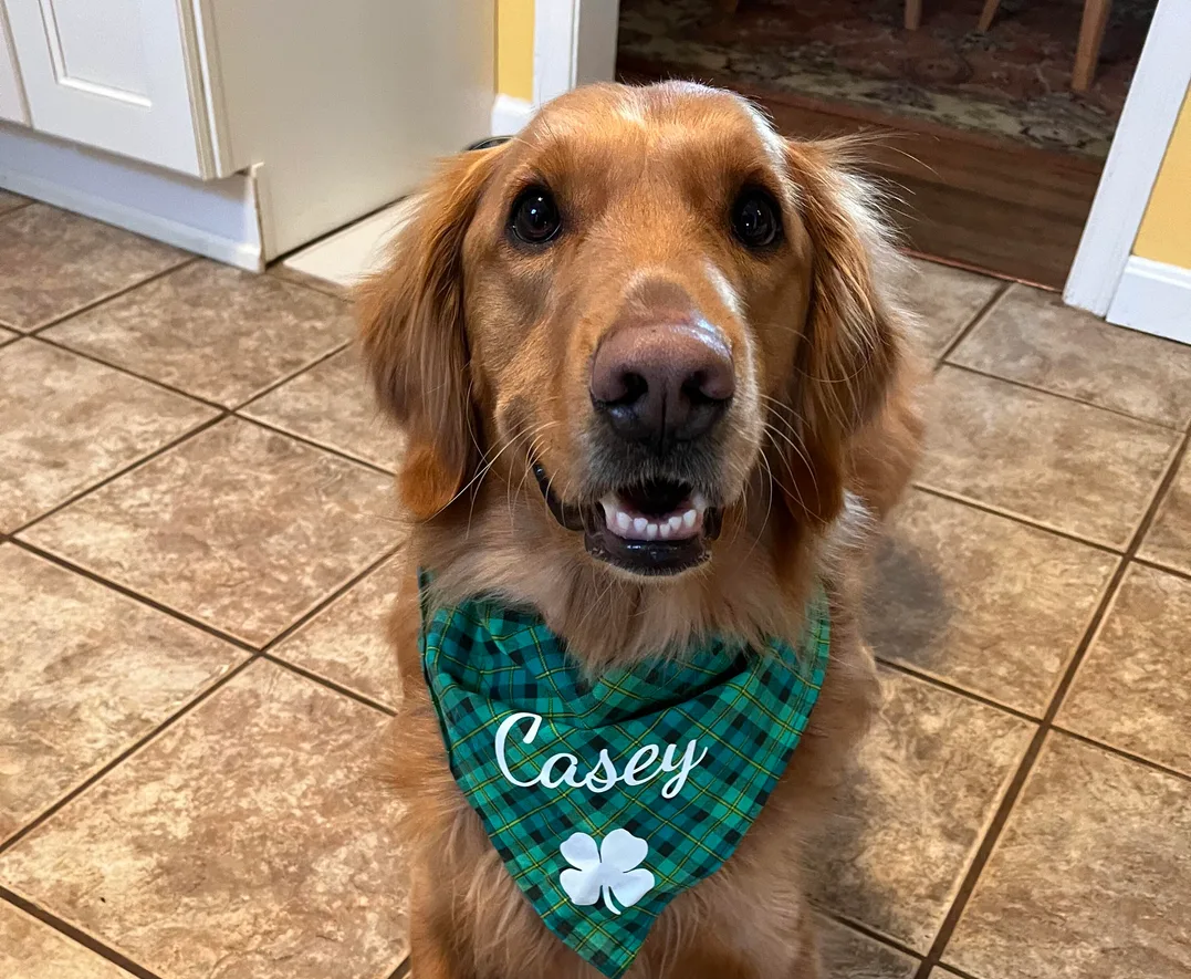 Casey, Patty’s rescue pup